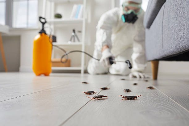Affordable Cockroach Control solutions in Derma, MS